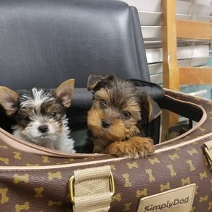 Meet your Posher, Luis